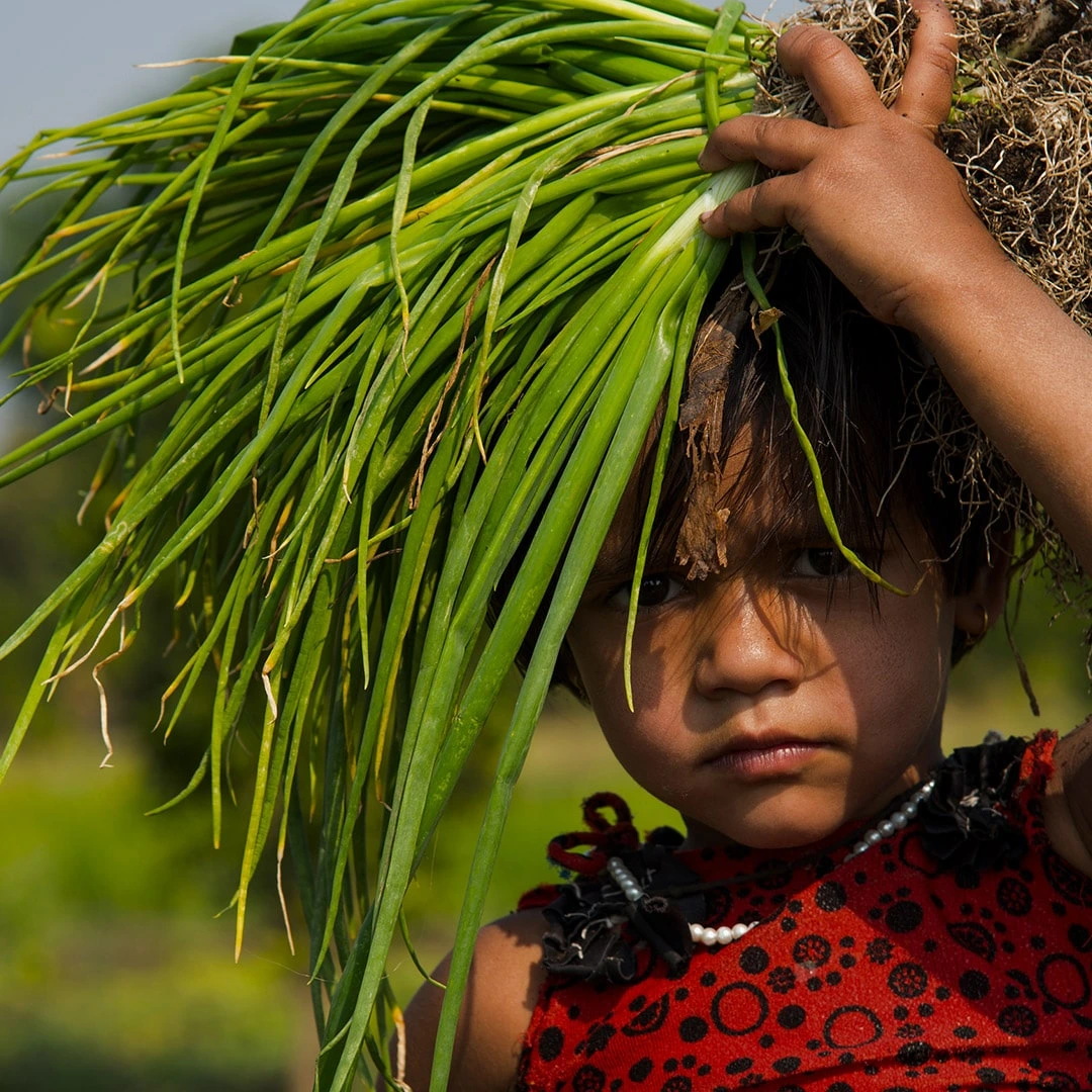 Nutrition programs in India